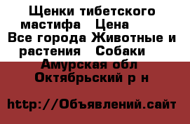 Щенки тибетского мастифа › Цена ­ 80 - Все города Животные и растения » Собаки   . Амурская обл.,Октябрьский р-н